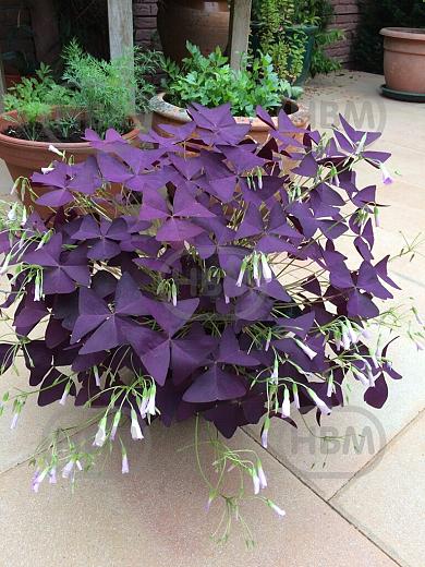 Triangularis
