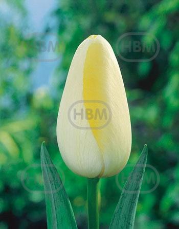 Triumph Le Crin Blanc