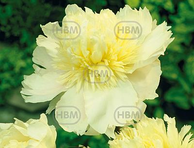 Lactiflora Prima Vera