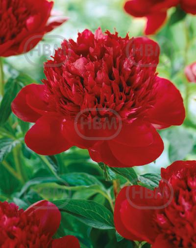 Lactiflora Red