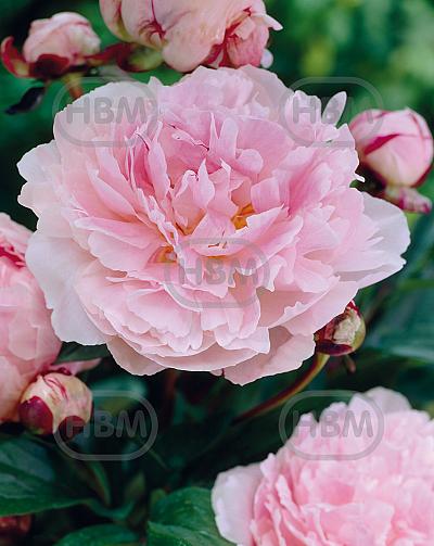 Lactiflora Pink