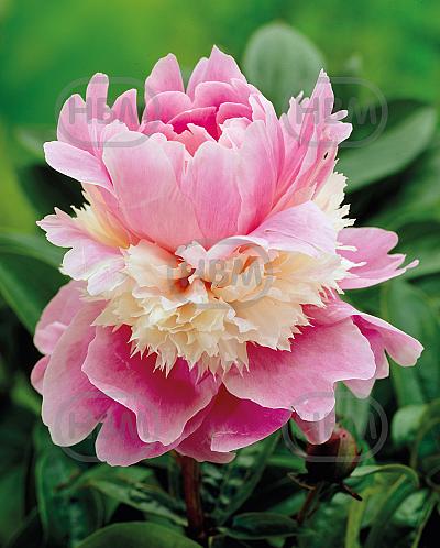 Lactiflora Pink/White