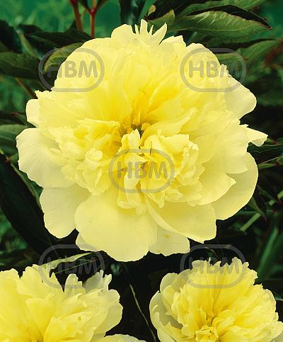 Lactiflora Yellow