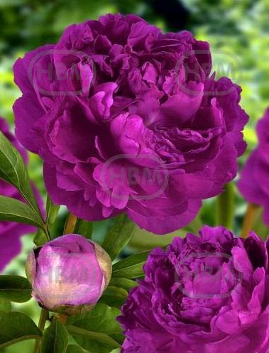 Lactiflora Purple