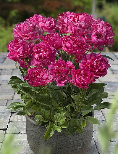 Lactiflora Riches And Fame