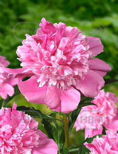 Lactiflora Bouquet Perfect