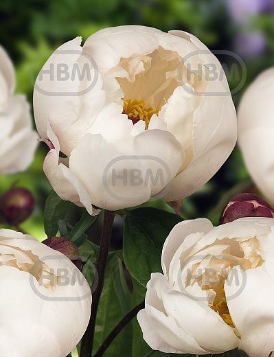 Lactiflora Jan Van Leeuwen