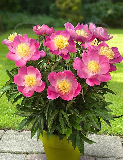 Lactiflora Wladyslava