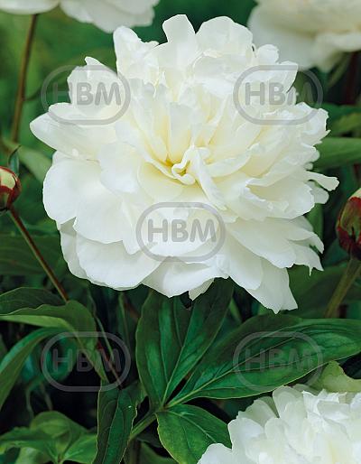 Lactiflora Festiva Maxima