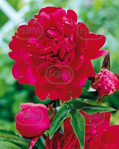 Lactiflora Paul M Wild