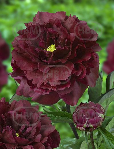 Lactiflora Black Beauty