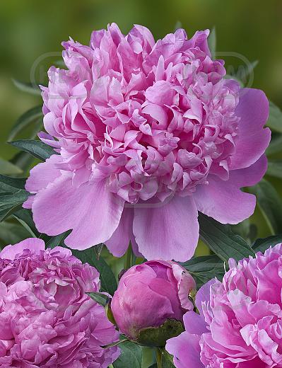 Lactiflora Monsieur Jules Elie