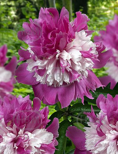 Lactiflora Celebrity