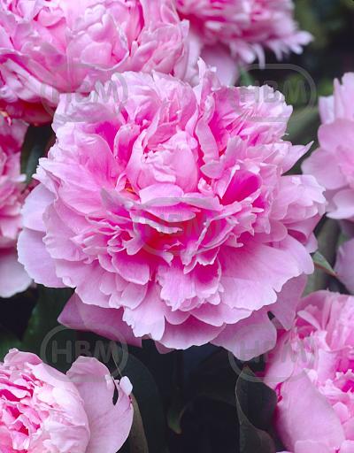 Lactiflora Sarah Bernhardt