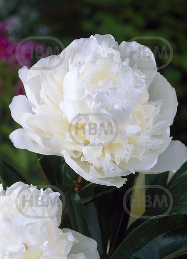 Lactiflora Duchesse De Nemours