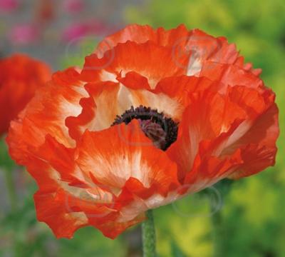 Orientale Place Pigalle