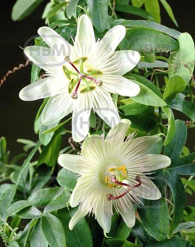 Hybrid White
