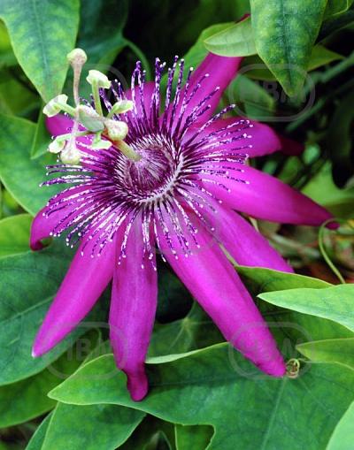 Hybrid Purple