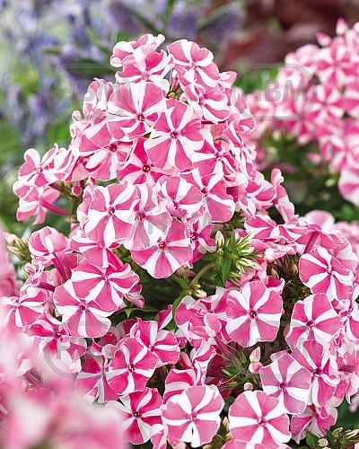 Paniculata Pink Windmill