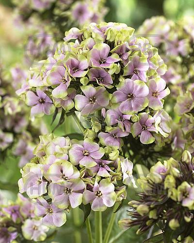 Paniculata Starburst