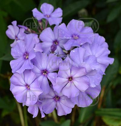 Paniculata Light Blue
