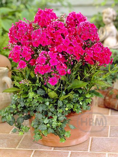 Paniculata Miss Mary