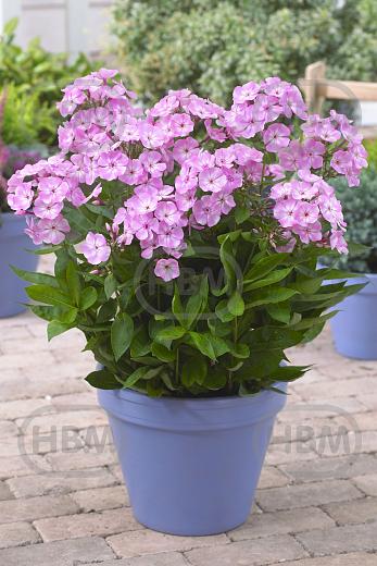 Paniculata Sweet Dreams