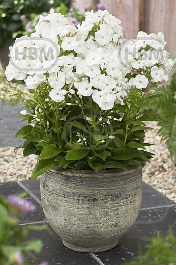 Paniculata Pina Colada