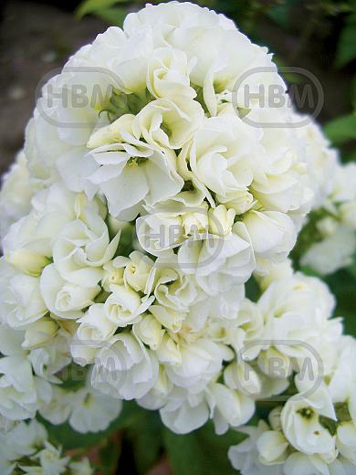 Double White