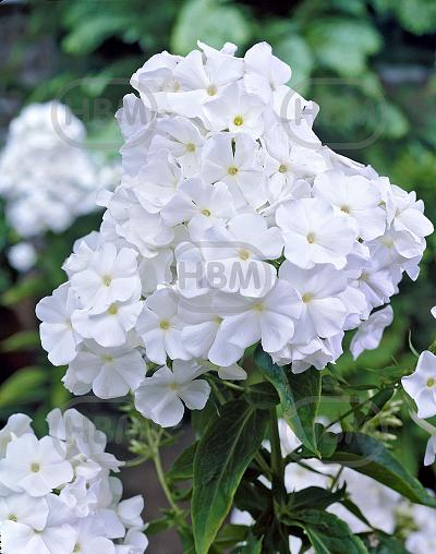 Paniculata White Admiral