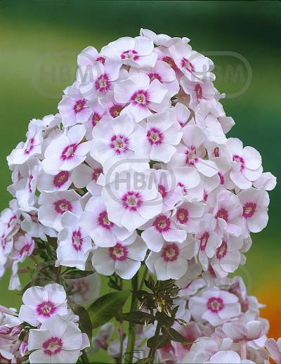 Paniculata Europa