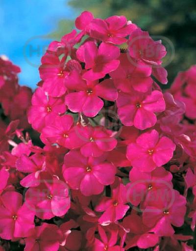 Paniculata Tenor