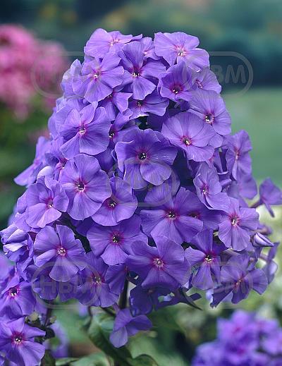 Paniculata Blue
