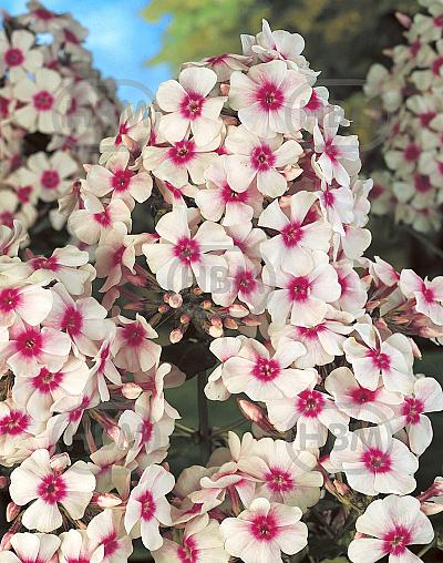 Paniculata Red/White