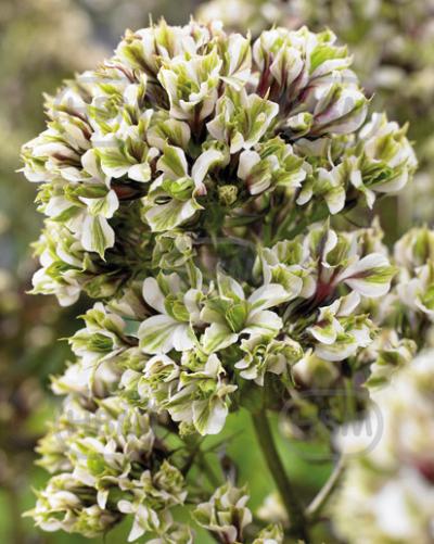 Paniculata Pure Feelings