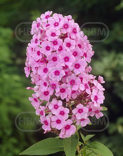 Paniculata Miss Pepper