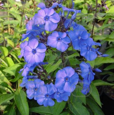 Paniculata Blue Paradise
