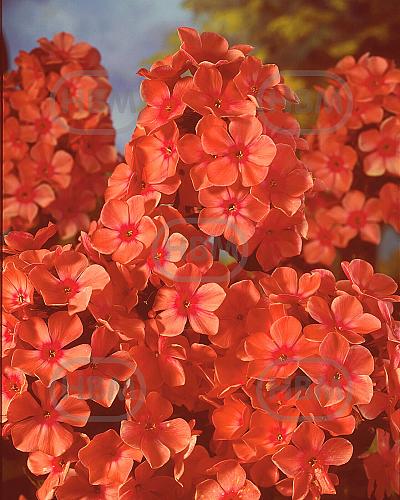 Paniculata Orange