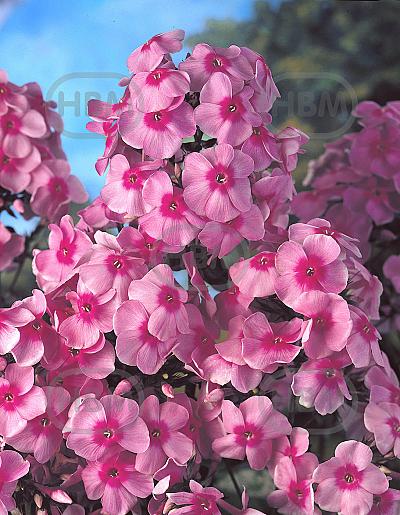 Paniculata Pink