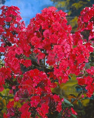 Paniculata Red