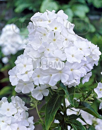 Paniculata White