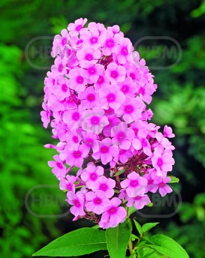 Paniculata Barci