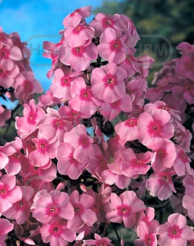 Paniculata Laura