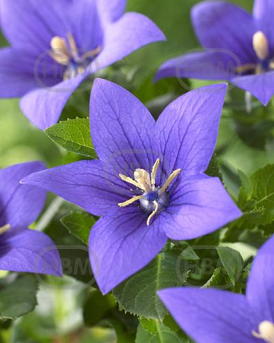 Platycodon Blue