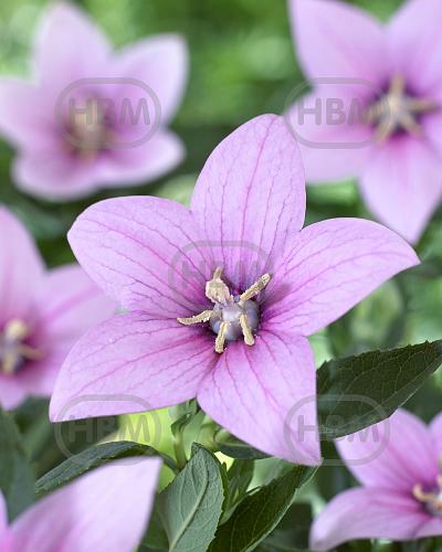 Platycodon Pink