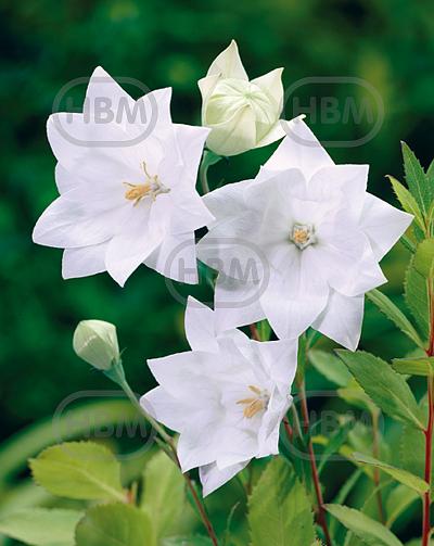 Platycodon White