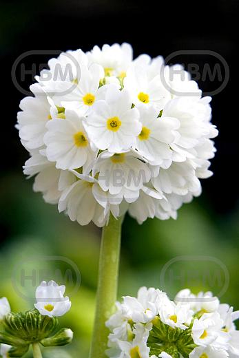 Denticulata Alba