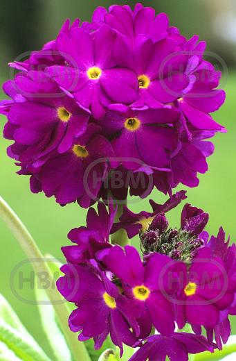 Denticulata Rubin