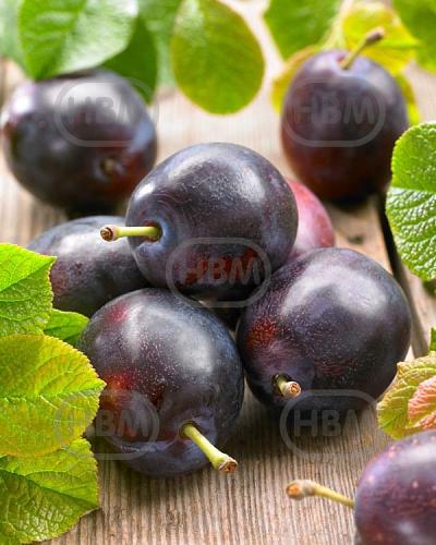 Black Amber Domestica