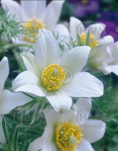 Vulgaris Alba